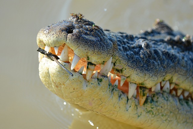 crocodile-1402090_640