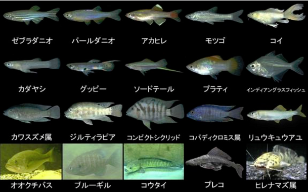 まずは外来魚を知ろう 外来魚図鑑 The Firstone